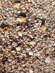 Muschelstrand