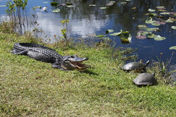 Aligator auf Jagd