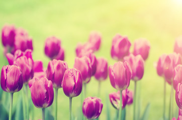 Spring sunny meadow with violet tulip flowers, floral natural seasonal easter background with copy space