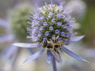 Healing herbs. Eryngium planum. Blue Sea, violet holly healthcare flowers. soft focus, macro view