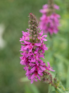 Close up of Lithrum salicaria flower