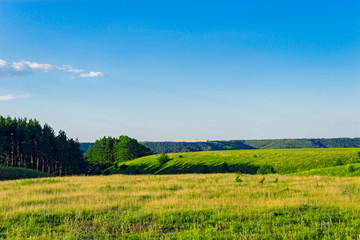 meadow and forest