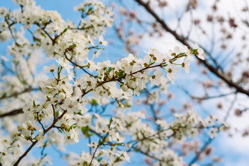Blossoming of cherry flowers in spring time against blue sky, natural seasonal background