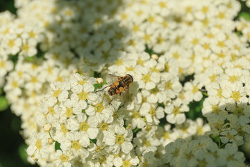 Bee collected nectar from white flowers