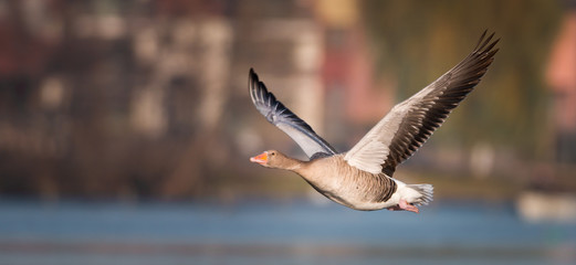 greylag goose flying wings up