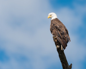 Bald Eagle Perched on Branch
