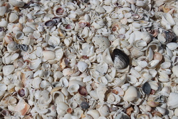 Fototapeta premium Muschelstrand