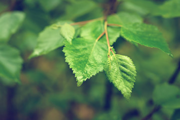 Branch of green summer leaves in the woods, eco natural seasonal background with copy space