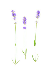 Obraz premium Kwiaty lawendy na białym tle.