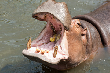 Hippopotamus in the water A open mouth wide open reveals a large and strong jaw with corn is its food.
