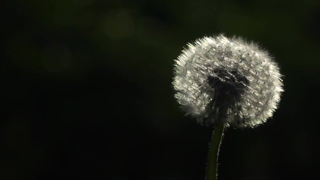 Sunny dandelion blowing by the wind in slow motion against dark nature background. Shooting with high-speed camera.
