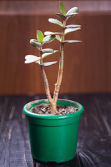 young green houseplant
