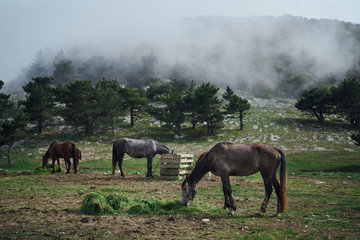 Fototapeta premium Horses graze in meadows in the mountains, field, beauty