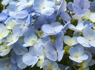 Fototapeta na wymiar Hortensia, inflorescence of lilac flowers with many flowers.