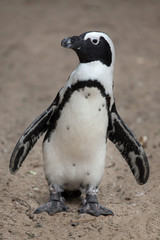 Fototapeta premium African penguin (Spheniscus demersus)