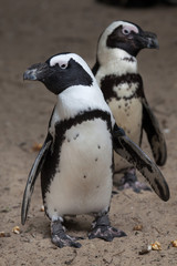 Naklejka premium African penguin (Spheniscus demersus)