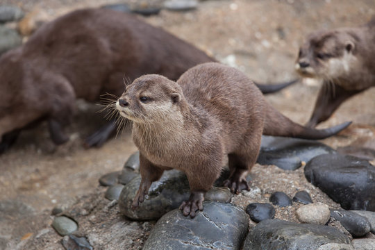 Oriental small-clawed otter (Amblonyx cinereus)