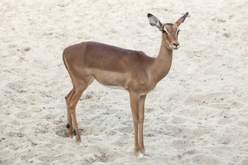 Impala (Aepyceros melampus).
