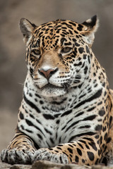 Jaguar (Panthera onca).