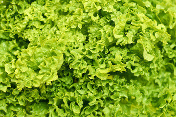 Fototapeta na wymiar fresh green and raw Lettuce background. Healthy food
