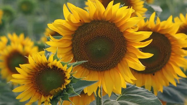 Sunflower blooming in field, cultivated agricultural crop