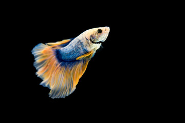 Blue and Pink Goldenbetta in black background.