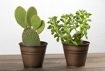 Cactus and plant decoration on wooden table. Decor.