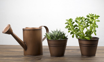 Plant and cactus decoration next to a watering can on wooden table. Decor.