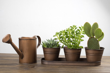 Plant and cactus decoration next to a watering can on wooden table. Decor.