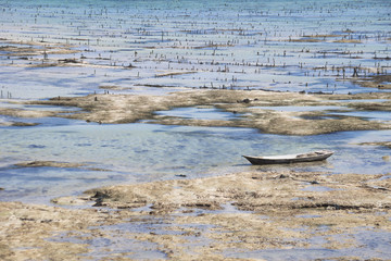 seagrass plantation with a boat, Nusa Lembogang, Bali, Indonesia