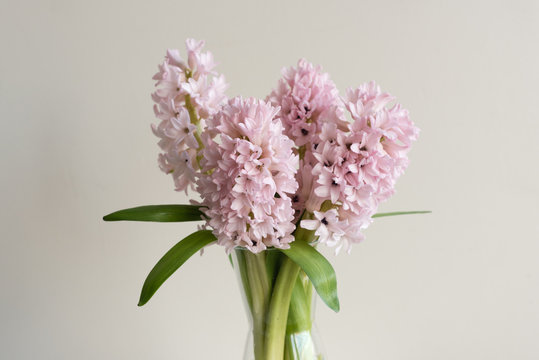 Close up of pink hyacinth flowers in glass vase against neutral background (selective focus)
