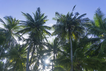 Fototapeta na wymiar Summer time exotic tropical palm tree