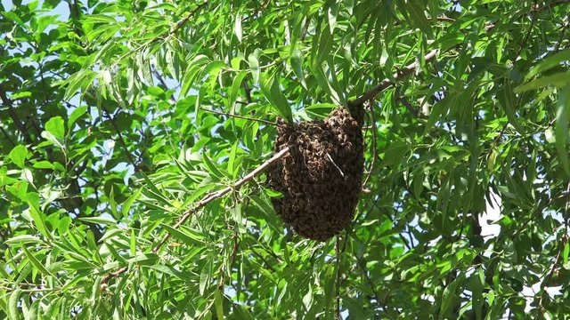 Honey bees swarming on the tree in the orchard