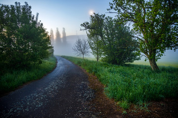 Misty Road at Dawn