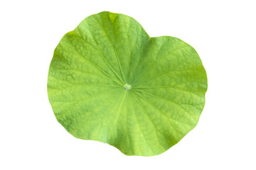 Fototapeta na wymiar Lotus leaf on a white background,clipping path.