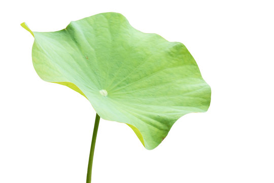 Lotus leaf on a white background,clipping path.
