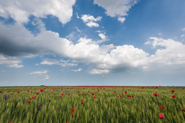 Fototapeta na wymiar Sky over the poppies field