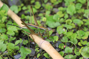 草むらの中のキリギリス