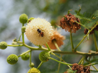 bee and Leucaena flower in a garden