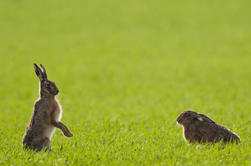 Brown Hares (lepus europaeus) boxing