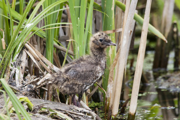 Black-headed gull baby sitting on ground near water between reeds. Brown cute nestling, side view. Bird in wildlife.