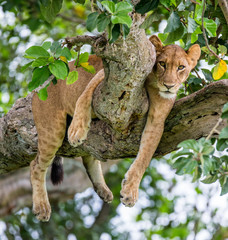 Lioness lying on a big tree. Close-up. Uganda. East Africa. An excellent illustration.