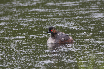 Black-necked grebe swimming on water. Beautiful dark waterbird with demonic red eyes. Bird in wildlife.