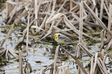 Citrine wagtail sitting on reeds near pond. Bright yellow songbird, side view. Bird in wildlife.