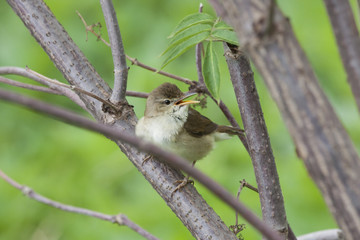 Blyth's reed warbler singing on branch of tree. Cute little songbird. Bird in wildlife.