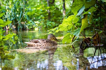 Beautiful wild duck swimming in the lake © Daniel Jędzura