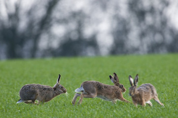 Brown Hares (lepus europaeus) chasing each other