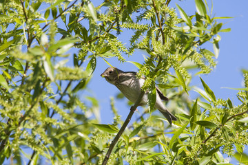 Common rosefinch female sitting on branch of tree and eating leaves. Cute brown-gray songbird. Bird in wildlife.