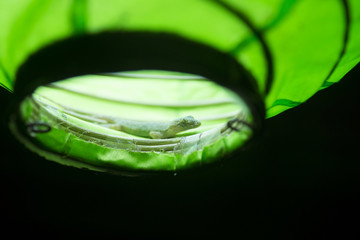gecko detail in a green lamp, Gili Air, Lombok, Indonesia