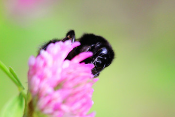 bumble bee and pink flower